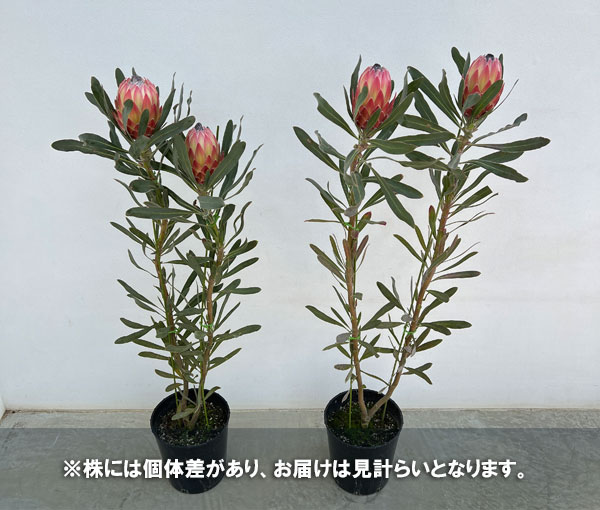 園芸ネット本店｜プロテア：ポッサムマジック 7号鉢植え（2F）* の