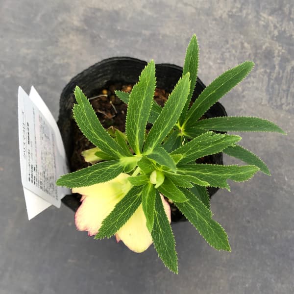 i*u様 クリスマスローズ 株分け苗 小輪系 dd 一茶 曽田農園 花芽あり 4