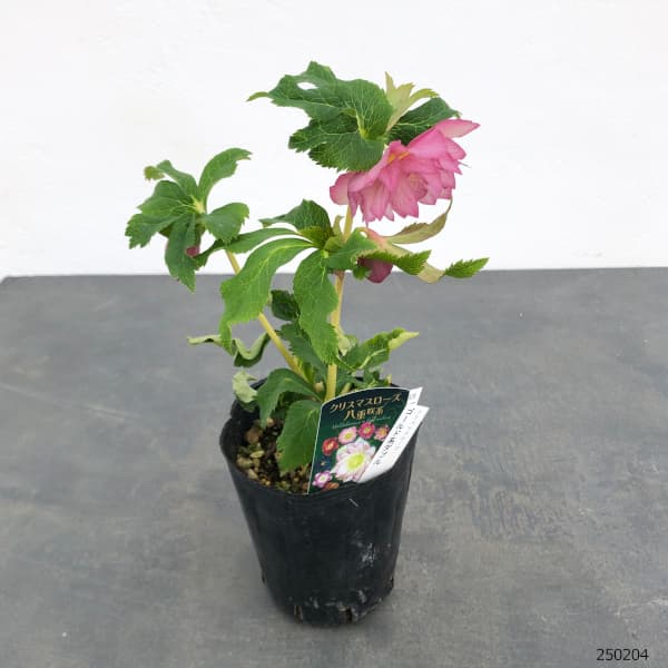 曽田園芸さんのクリスマスローズ:25-21ゴールド系ダブル4号ロングポット(開花~咲き進み株)