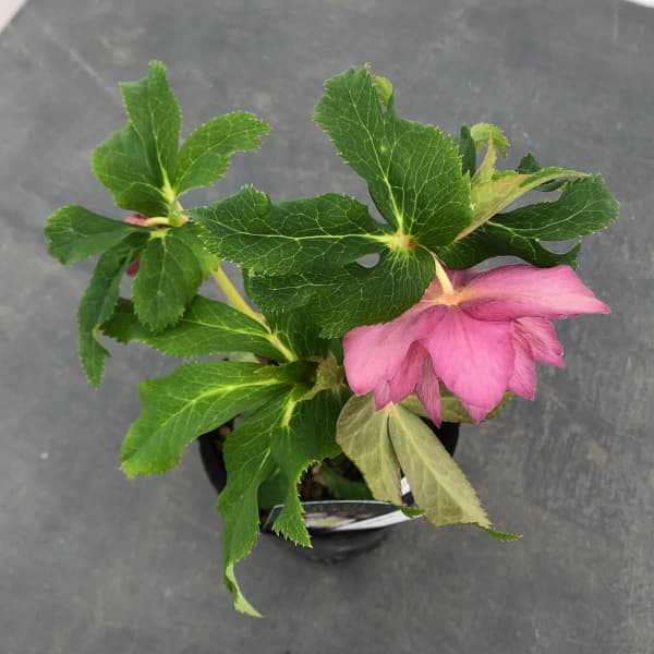 曽田園芸さんのクリスマスローズ:25-21ゴールド系ダブル4号ロングポット(開花~咲き進み株)