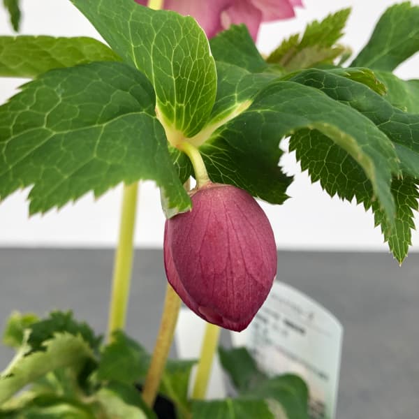 曽田園芸さんのクリスマスローズ:25-21ゴールド系ダブル4号ロングポット(開花~咲き進み株)