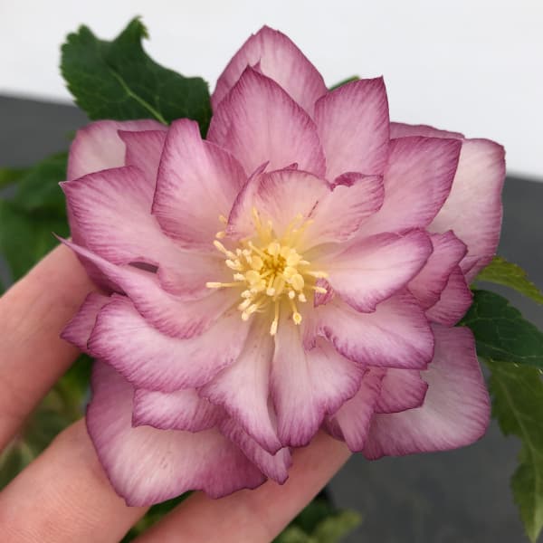 曽田園芸さんのクリスマスローズ:25-21ゴールド系ダブル4号ロングポット(開花~咲き進み株)