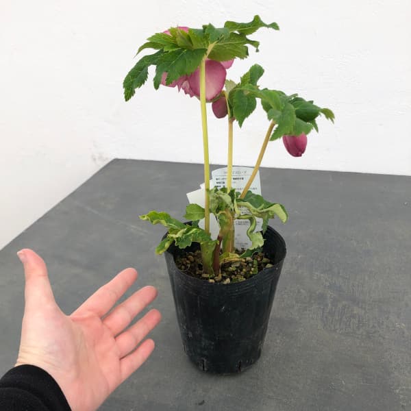 曽田園芸さんのクリスマスローズ:25-21ゴールド系ダブル4号ロングポット(開花~咲き進み株)