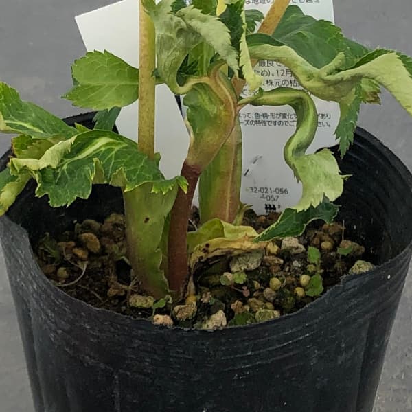 曽田園芸さんのクリスマスローズ:25-21ゴールド系ダブル4号ロングポット(開花~咲き進み株)