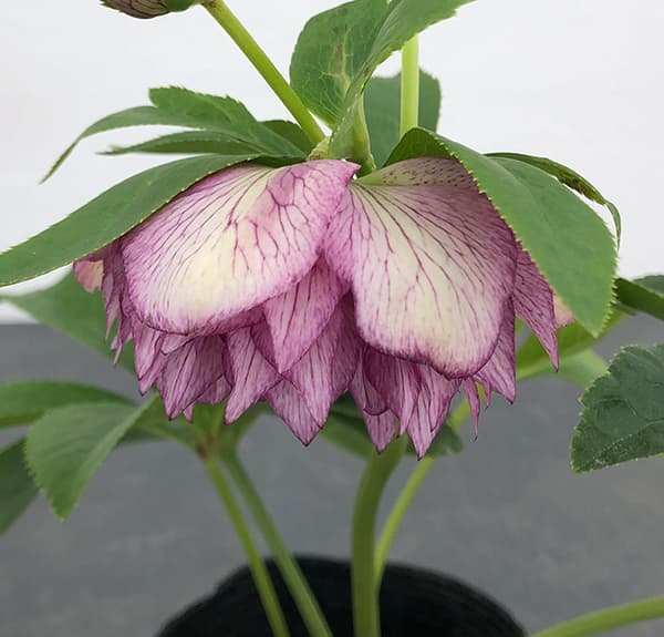 園芸ネット本店｜曽田園芸さんのクリスマスローズ：25-26大輪系ダブル