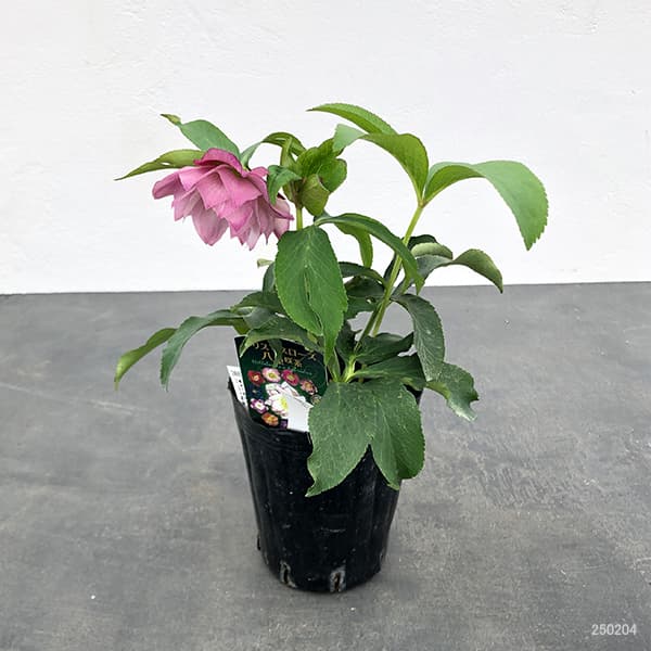 園芸ネット本店｜曽田園芸さんのクリスマスローズ：25-28大輪系ダブル