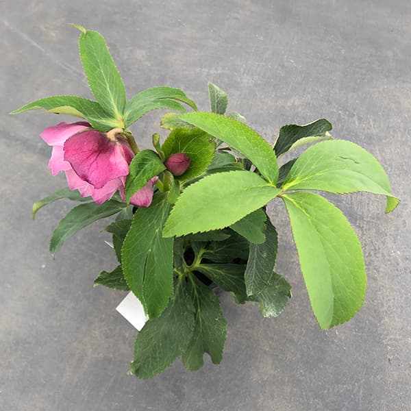 園芸ネット本店｜曽田園芸さんのクリスマスローズ：25-28大輪系ダブル