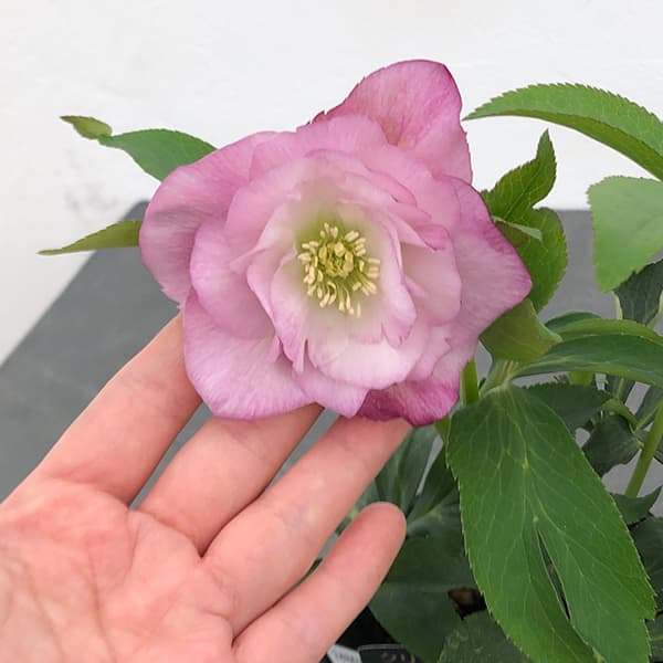 園芸ネット本店｜曽田園芸さんのクリスマスローズ：25-28大輪系ダブル