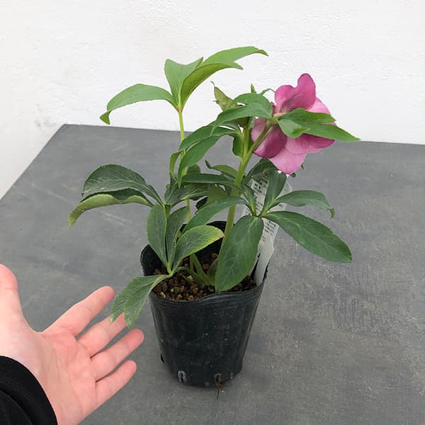 園芸ネット本店｜曽田園芸さんのクリスマスローズ：25-28大輪系ダブル