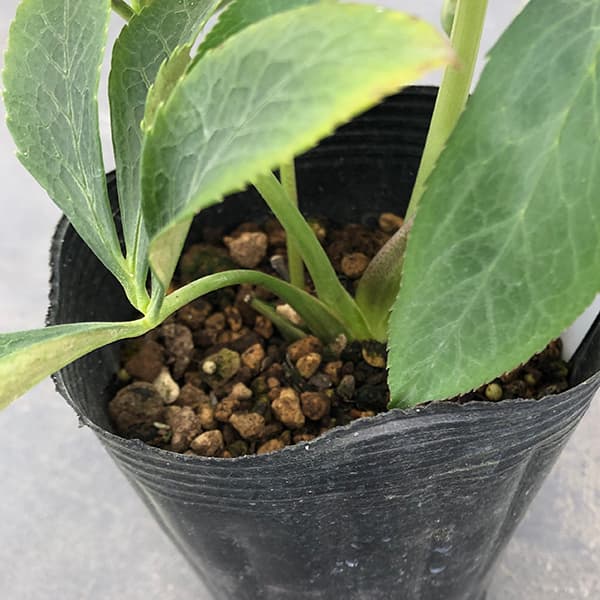 園芸ネット本店｜曽田園芸さんのクリスマスローズ：25-28大輪系ダブル