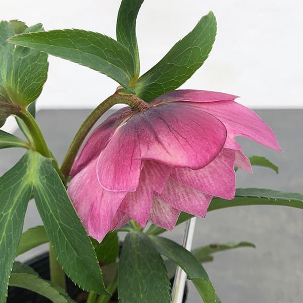 園芸ネット本店｜曽田園芸さんのクリスマスローズ：25-34大輪系ダブル