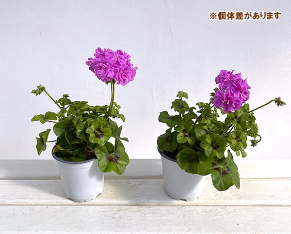 園芸ネット本店｜アイビーゼラニウム：シビルキティ4号ポット の通販