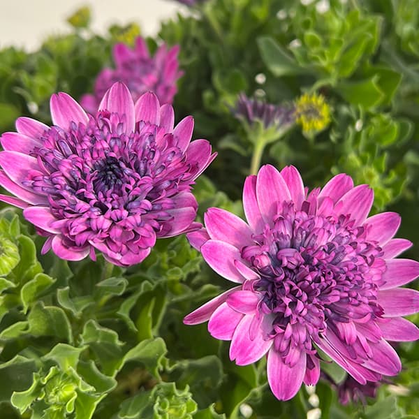 オステオスペルマム苗　1苗です　＋選べるおまけつき オステオスペルマム💐 | CAINZ DIY Square