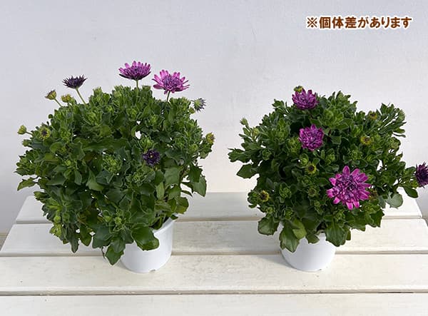 園芸ネット本店｜オステオスペルマム：バイカラーコンチェルト5号