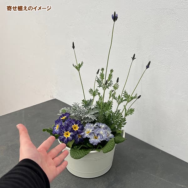 季節のミニ寄せ植え:プリムラ・マジカルブルー(コージーポット)
