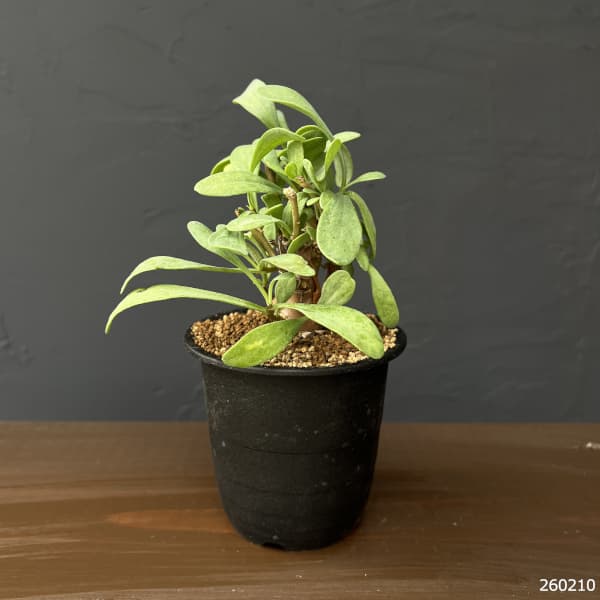 オトンナ：レトロフラクタ　3号鉢植え