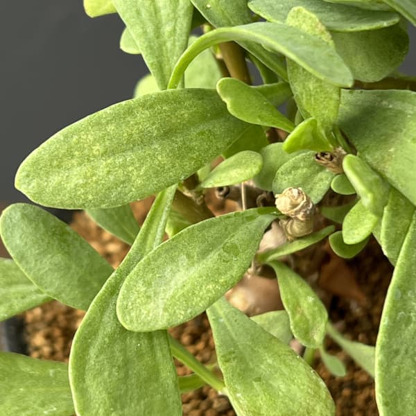 オトンナ：レトロフラクタ　3号鉢植え