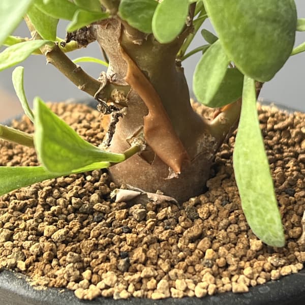 オトンナ：レトロフラクタ　3号鉢植え