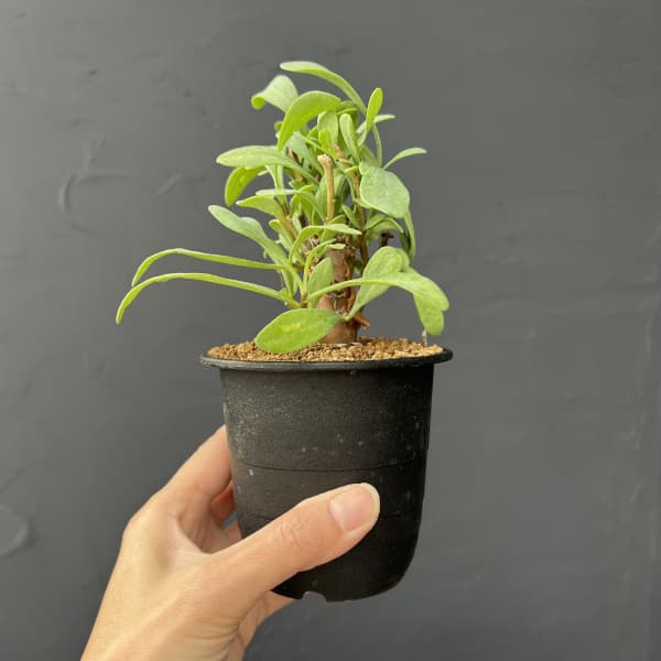 オトンナ：レトロフラクタ　3号鉢植え