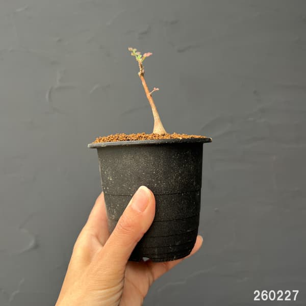 パキコルムス：ディスカラー（象の木）3号鉢植え