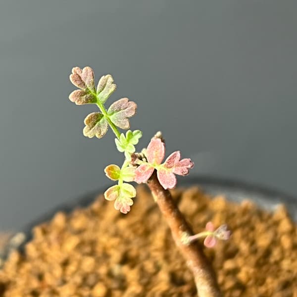 パキコルムス：ディスカラー（象の木）3号鉢植え