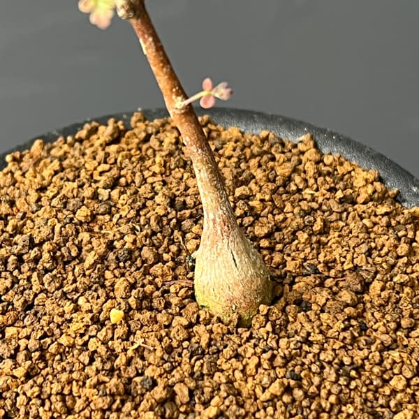 パキコルムス：ディスカラー（象の木）3号鉢植え