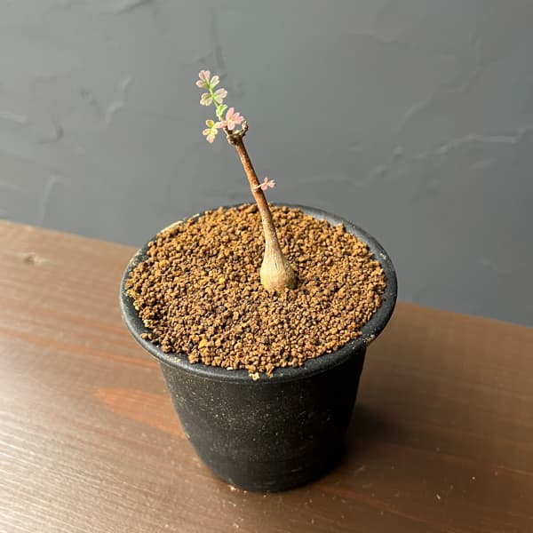 パキコルムス：ディスカラー（象の木）3号鉢植え