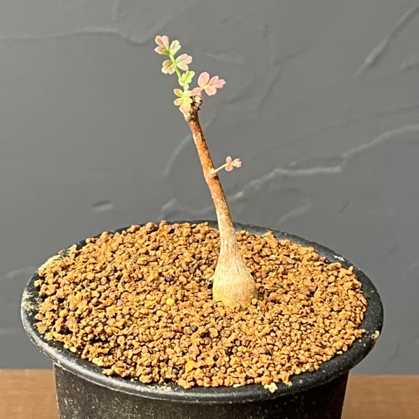 パキコルムス：ディスカラー（象の木）3号鉢植え