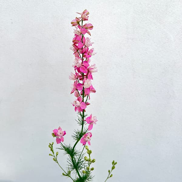 チドリソウ（千鳥草・ラークスパー）：ファンシーピンク3.5号ポット 6株セット