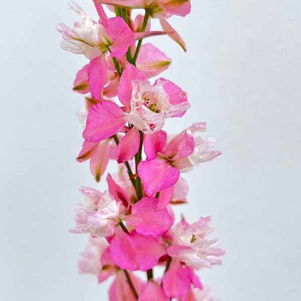 チドリソウ（千鳥草・ラークスパー）：ファンシーピンク3.5号ポット 6株セット