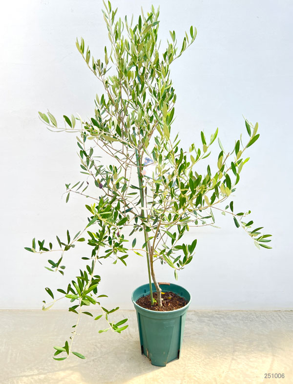 オリーブ:アレクッゾ 8号硬質ポット