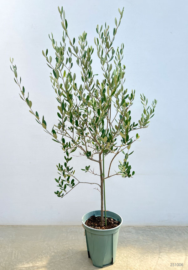 オリーブ：ルッカ　8号硬質ポット