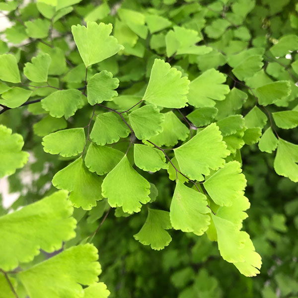 園芸ネット本店｜アジアンタム：フラグランス 6号鉢植え の通販【公式】