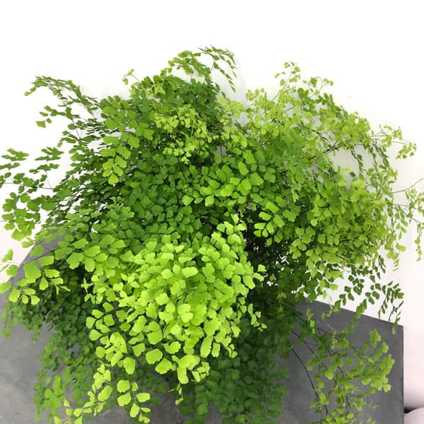 園芸ネット本店｜アジアンタム：フラグランス 6号鉢植え の通販【公式】