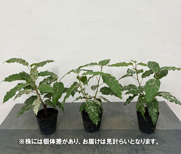 フィカス:アスペラ 3.5号ポット