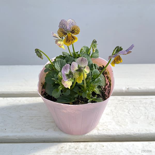 園芸ネット本店｜ビオラ：A-STORYシークレットベイン（25-01）3.5号