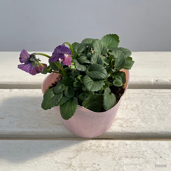 園芸ネット本店｜ビオラ：A-STORYシークレットベイン（25-07）3.5号