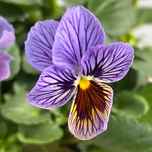 園芸ネット本店｜ビオラ：A-STORYシークレットベイン（25-09）3.5号