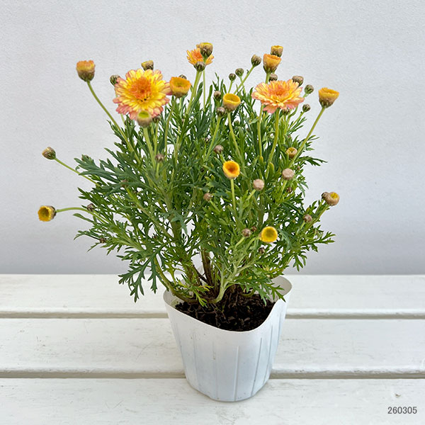 マーガレット：マーマレードスフレ3.5号ポット