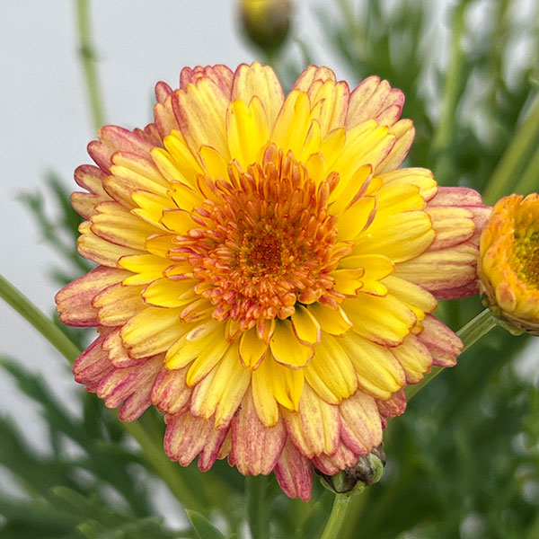 マーガレット：マーマレードスフレ3.5号ポット