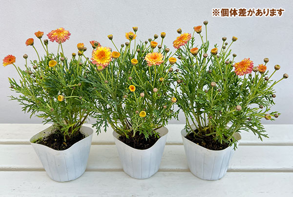 マーガレット：マーマレードスフレ3.5号ポット