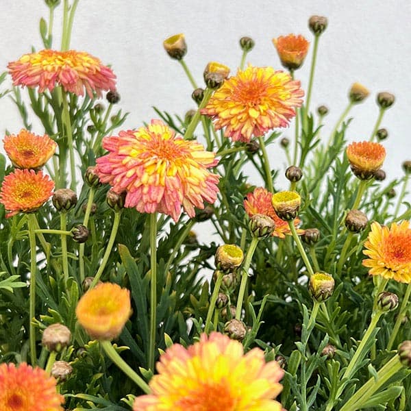 マーガレット：マーマレードスフレ3.5号ポット