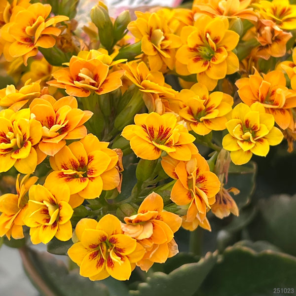 カランコエ：タイガーマジェスティック イエロー系5号鉢植え