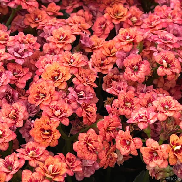 カランコエ：タイガーマジェスティック オレンジ系5号鉢植え