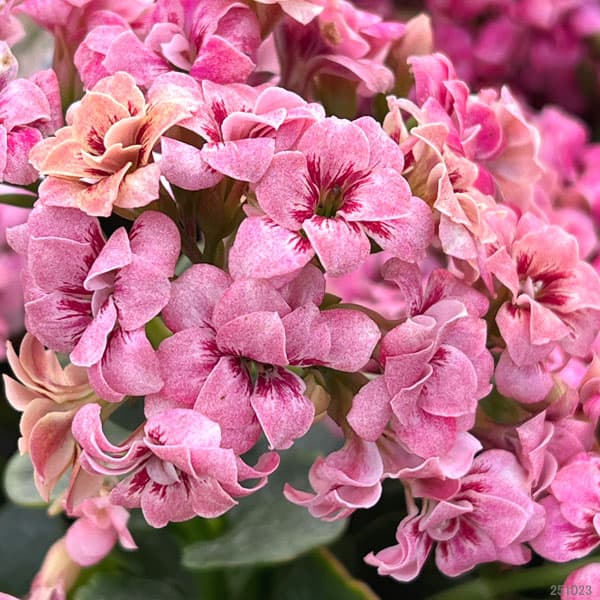 カランコエ:タイガーマジェスティック ピンク系5号鉢植え