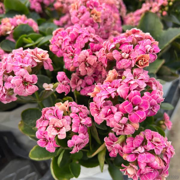 カランコエ:タイガーマジェスティック ピンク系5号鉢植え