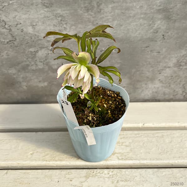 園芸ネット本店｜松村ナーセリーさんのクリスマスローズ：25-23くる