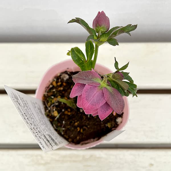 園芸ネット本店｜松村ナーセリーさんのクリスマスローズ：25-26ダブル