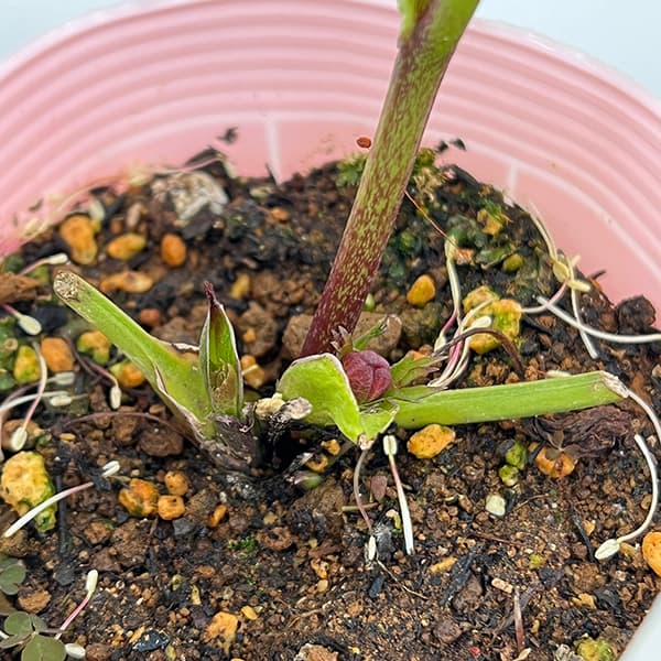 園芸ネット本店｜松村ナーセリーさんのクリスマスローズ：25-26ダブル