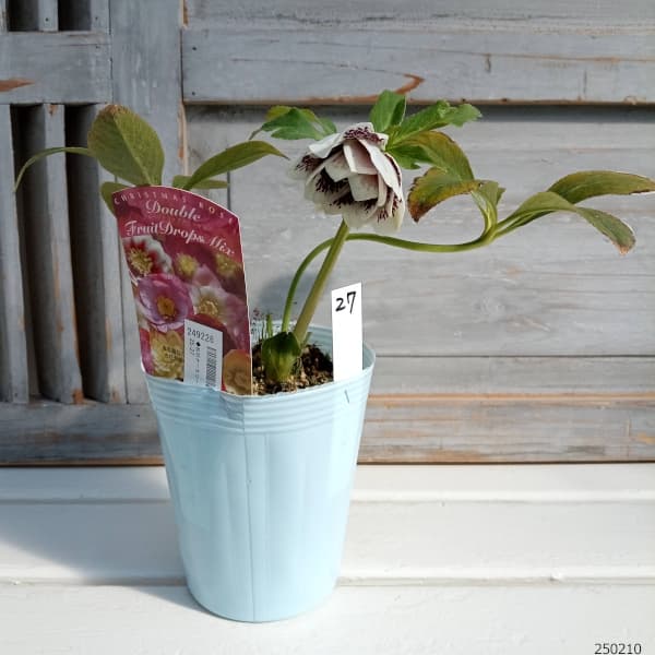 園芸ネット本店｜松村ナーセリーさんのクリスマスローズ：25-27ダブル